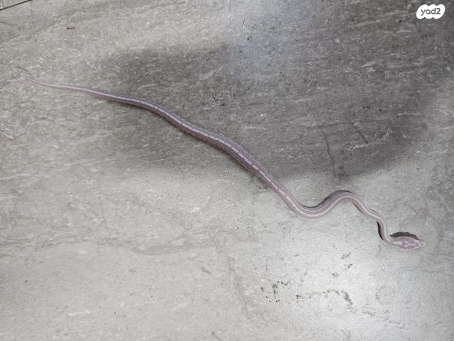 זוחל כרכן תירס