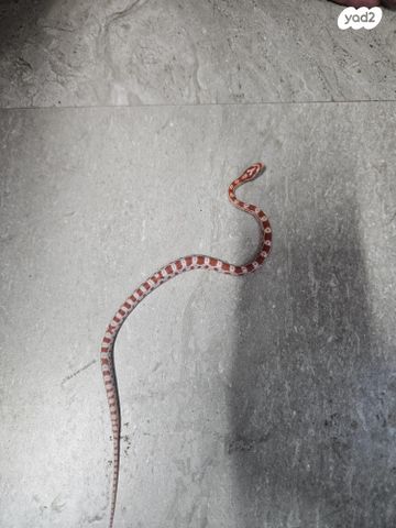 זוחל כרכן תירס