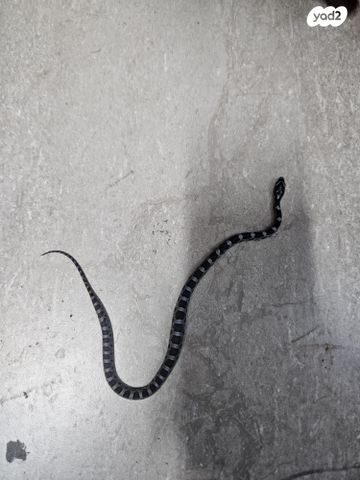 זוחל כרכן תירס