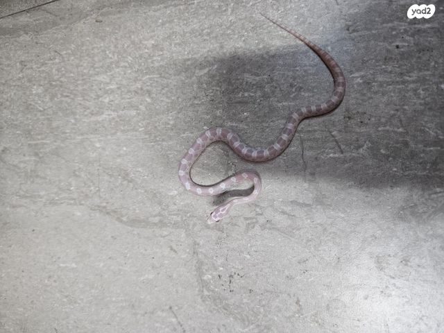 זוחל כרכן תירס