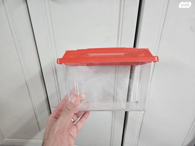 זוחל כרכן תירס