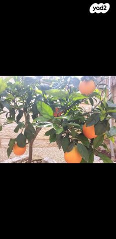 דירת גן, שלמה 23, פסגת זאב, ירושלים