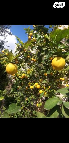 דירת גן, שלמה 23, פסגת זאב, ירושלים