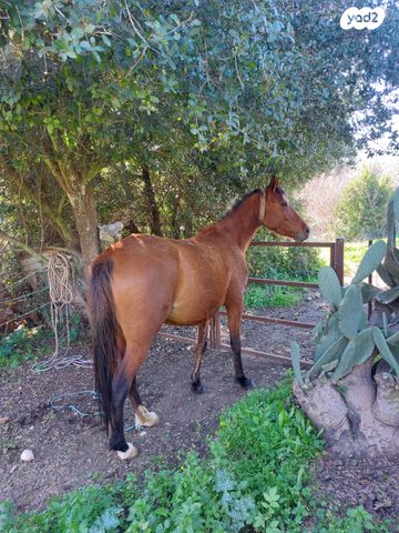 תמונת מודעה - חיות מחמד