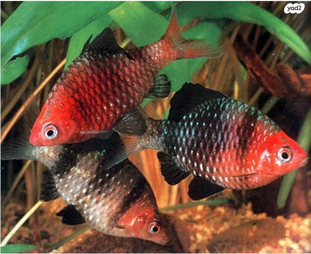 תמונת מודעה - חיות מחמד