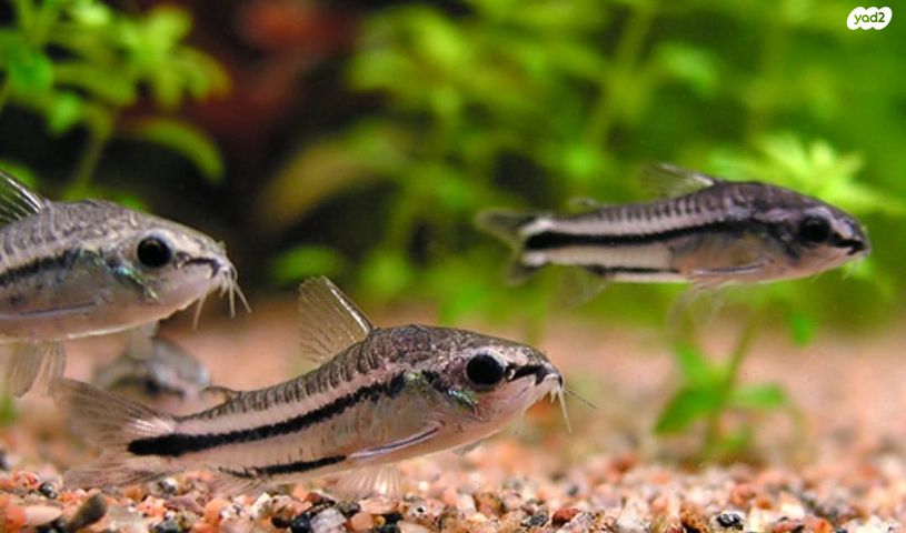 תמונת מודעה - חיות מחמד