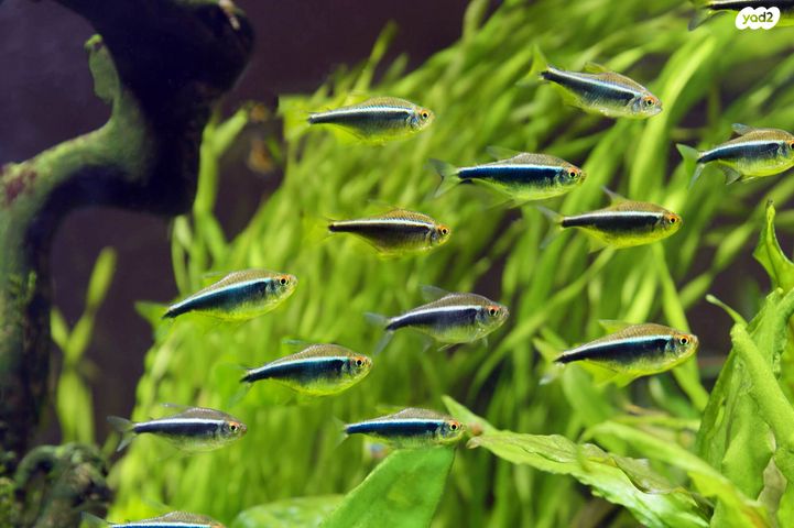 תמונת מודעה - חיות מחמד