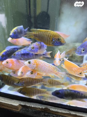 דג ציקלידים