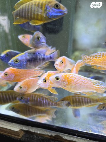 דג ציקלידים