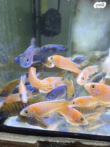 דג ציקלידים