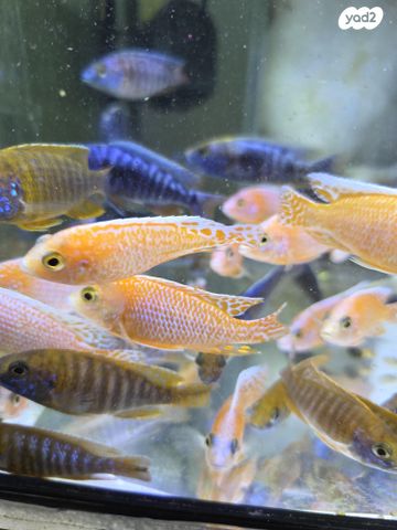 דג ציקלידים