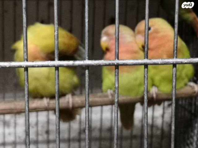 תוכי קוקוטייל