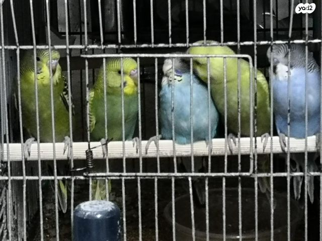 תוכי קוקוטייל