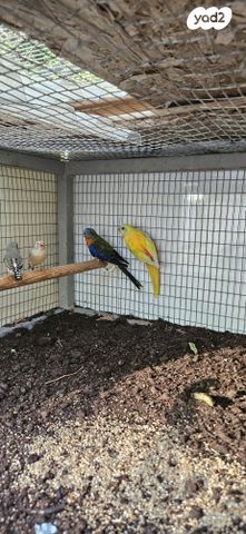 תמונת מודעה - חיות מחמד