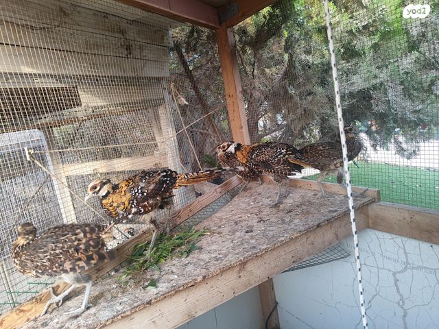 תוכי פסיונים