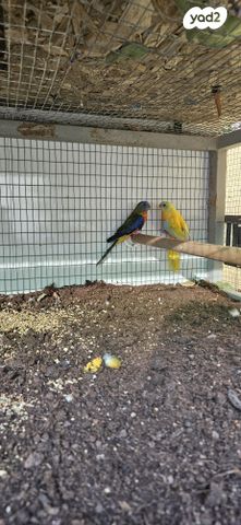 תוכי פרקיטים אוסטרלים