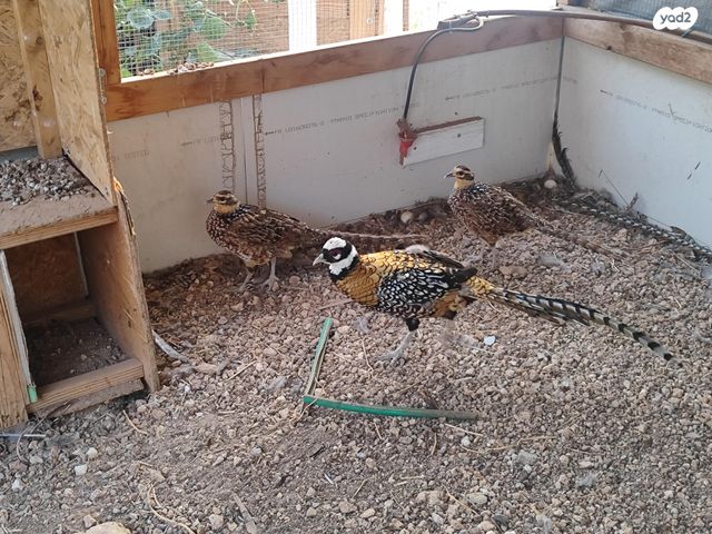 תוכי פסיונים