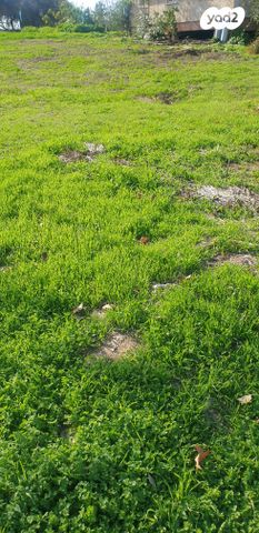 מגרשים, טל שחר