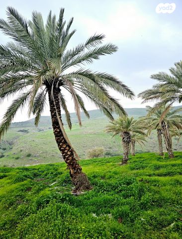 מגרשים, יבנאל