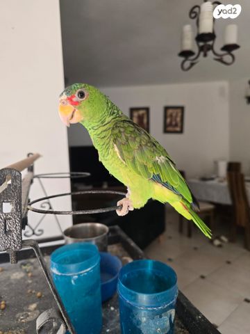 תוכי פיונוס