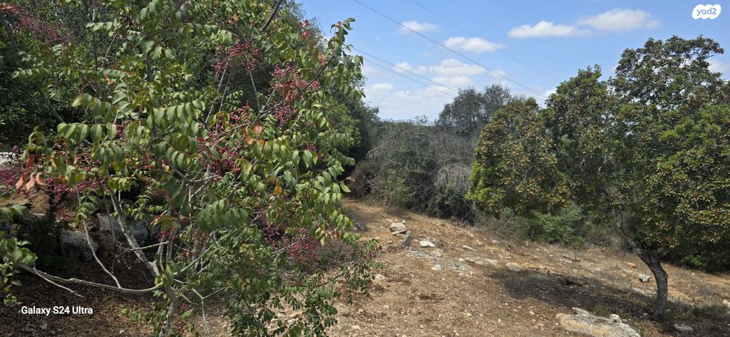 בית פרטי/ קוטג', תמרת