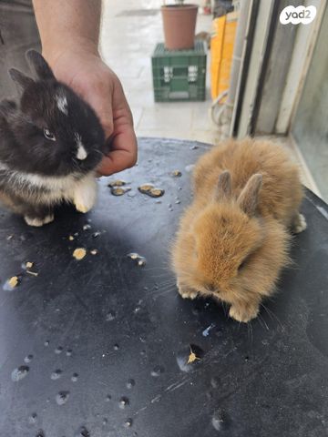 מכרסם ארנב \ שפן