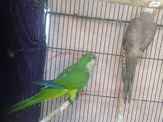 תוכי קוקוטייל