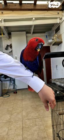 תוכי אקלקטוס