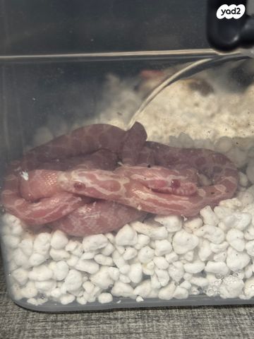 זוחל כרכן תירס