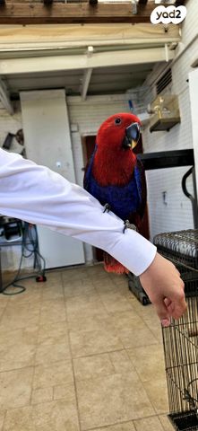 תוכי אקלקטוס