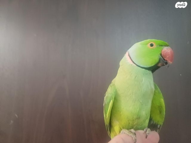 תוכי קוקוטייל