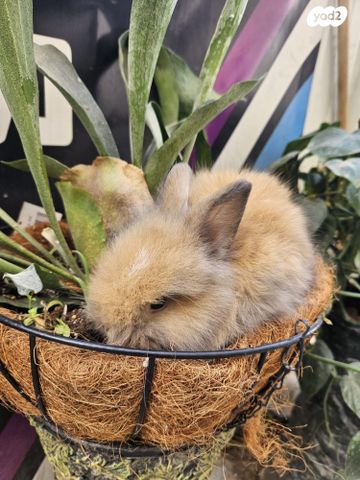 מכרסם ארנב \ שפן