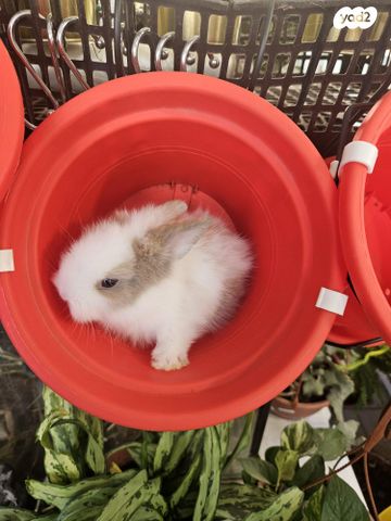 מכרסם ארנב \ שפן