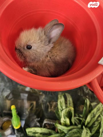 מכרסם ארנב \ שפן