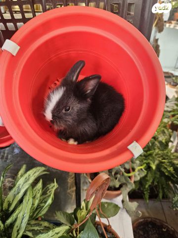 מכרסם ארנב \ שפן