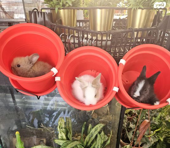 מכרסם ארנב \ שפן