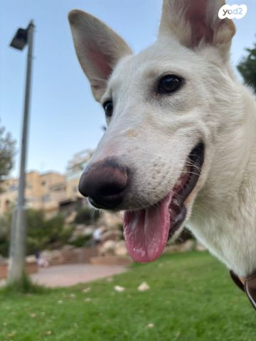 תמונת מודעה - חיות מחמד