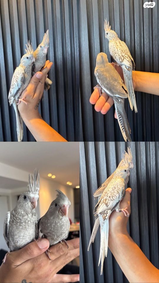 תמונת מודעה - חיות מחמד