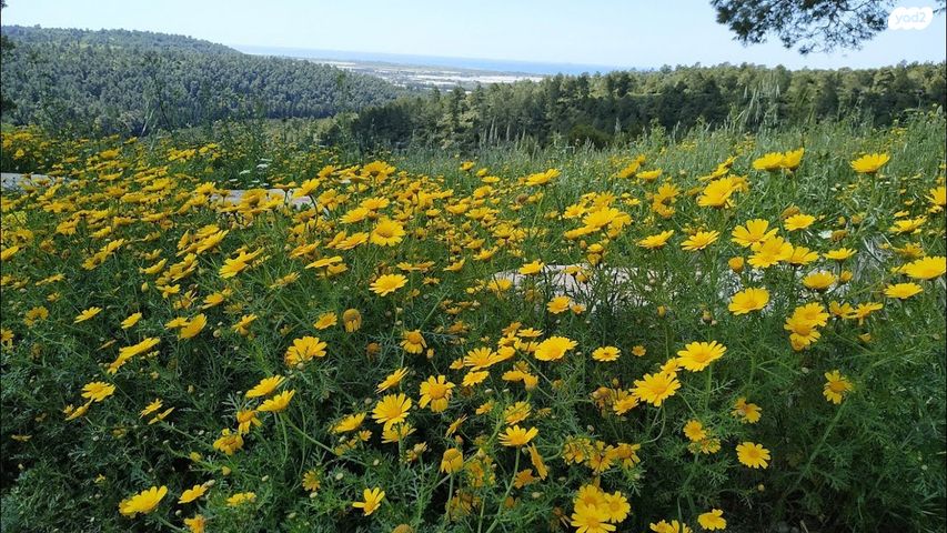 משק חקלאי/ נחלה, השדה 3, כרם מהר''ל, כרם מהר"ל