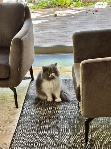 בית פרטי/ קוטג', דילה רינה יוסף, שיכון דן, נווה דן, תל אביב יפו