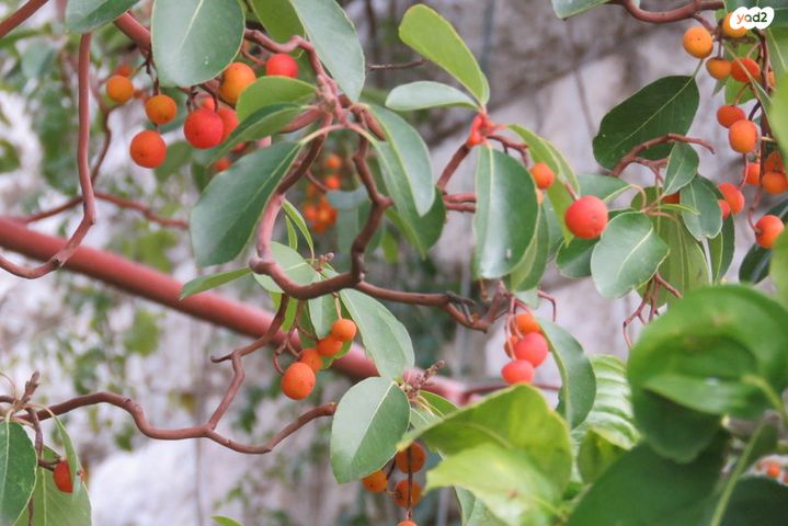 דו משפחתי, רמות, ירושלים