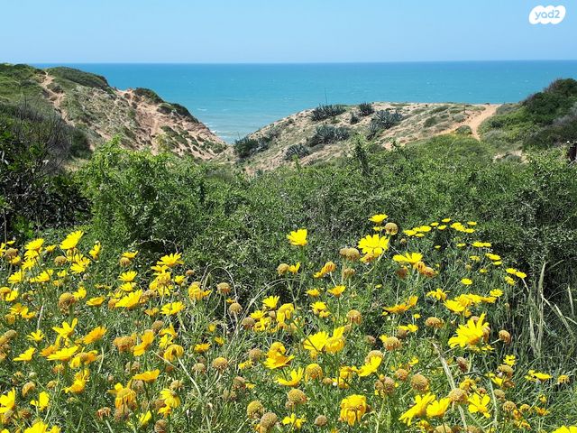 דו משפחתי, געש