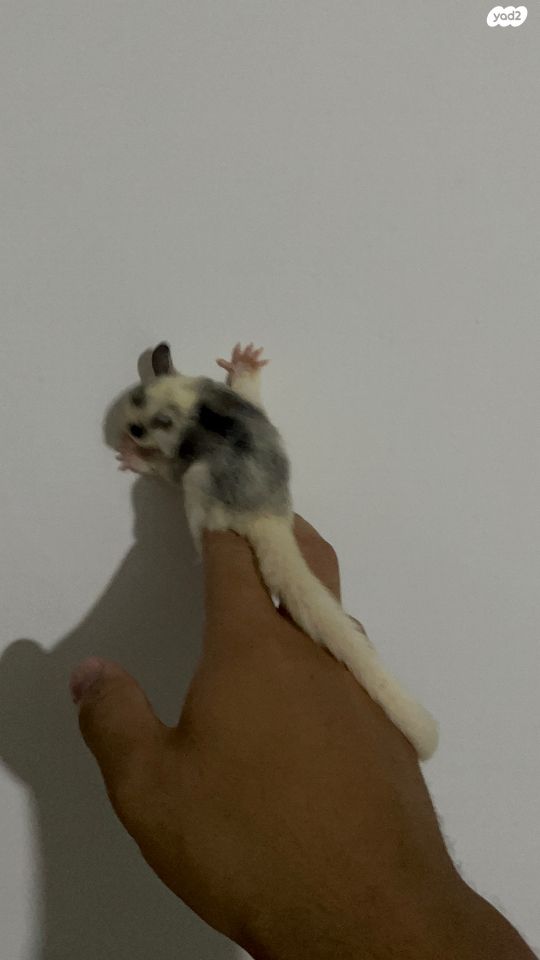 תמונת מודעה - חיות מחמד