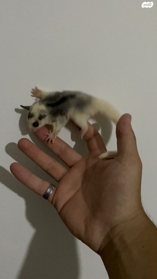 מכרסם סנאי מעופף \ שוגר