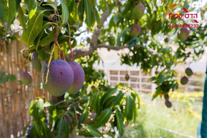 בית פרטי/ קוטג', גרניט, גבעת הסלעים, ראש העין