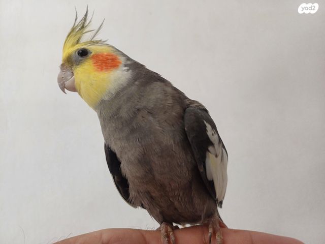 תוכי קוקוטייל