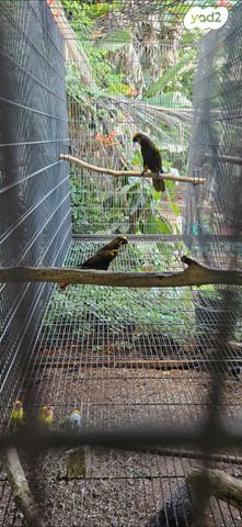 תמונת מודעה - חיות מחמד