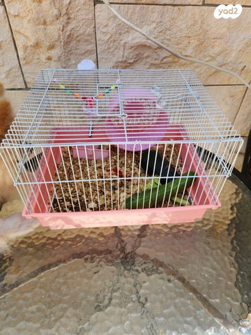 תמונת מודעה - חיות מחמד