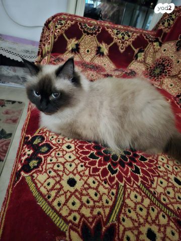 תמונת מודעה - חיות מחמד