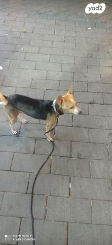 תמונת מודעה - חיות מחמד